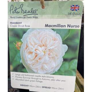 MACMILLAN NURSE