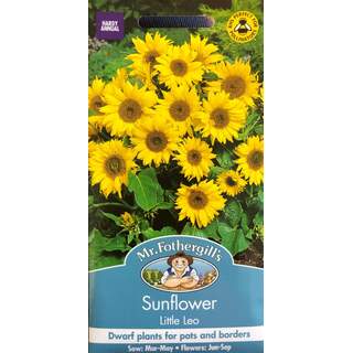UK/FO-SUNFLOWER Little Leo