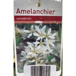 Amelanchier Canadensis 12 Ltr