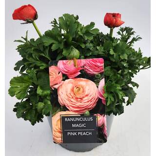 Ranunculus Magic Pink Peach 3 Ltr